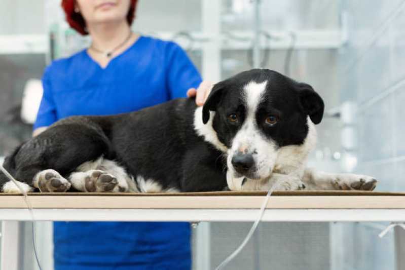 Fisioterapia para Animais de Pequeno Porte Capitão Leônidas Marques - Fisioterapia em Animais