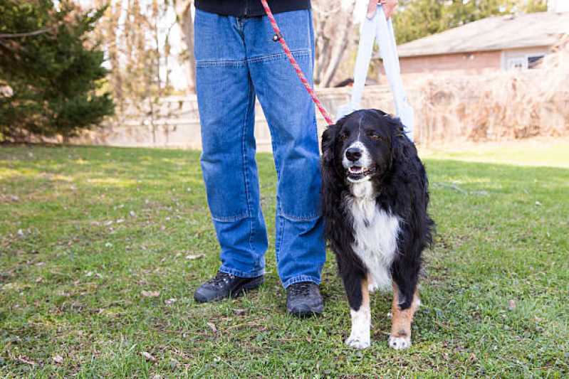 Fisioterapia para Cachorro de Médio Porte Esmeralda - Fisioterapia Pet
