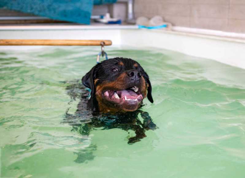 Fisioterapia para Cães Chateaubriand - Fisioterapia em Animais