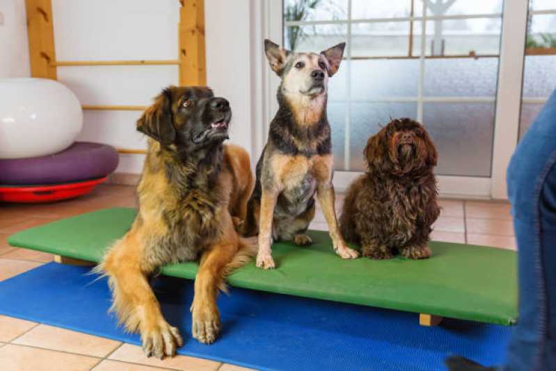Fisioterapia Pet Agendar XIV De Novembro - Fisioterapia para Cachorro de Médio Porte