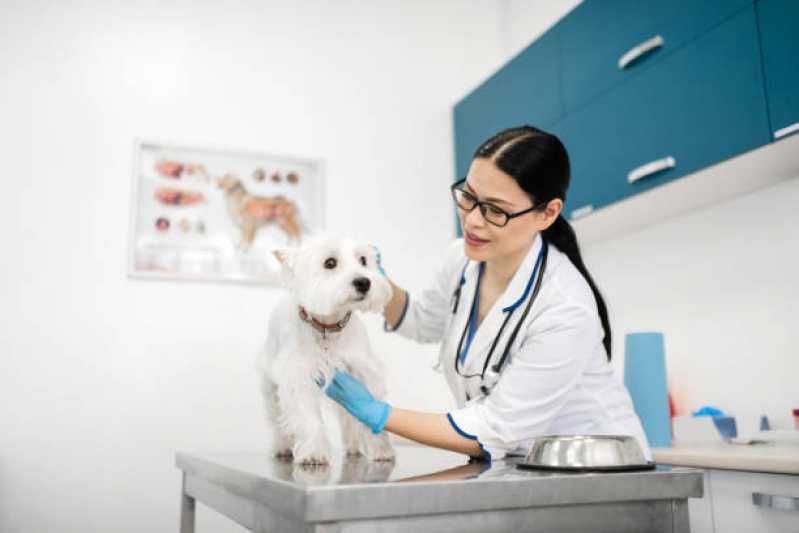 Gastroenterologia Animal Centro Industrial Meinolfo H Heiss - Gastroenterologia para Cachorros