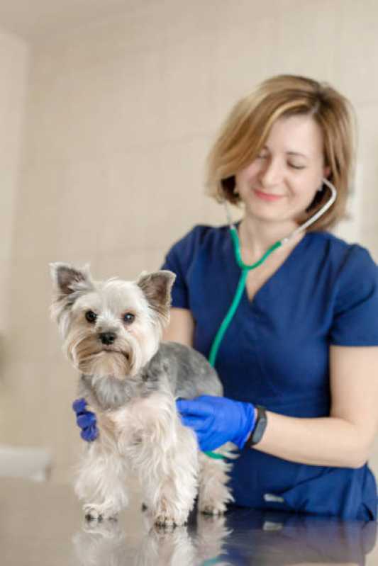 Gastroenterologia de Cachorro Clínica Morumbi - Gastroenterologia para Cães