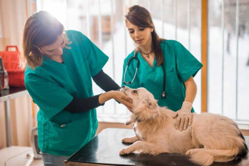 Gastroenterologia de Cachorro Tupãssi - Gastroenterologia para Cachorros
