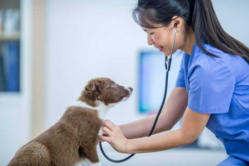 Gastroenterologia em Cães Clínica Morumbi - Gastroenterologia de Cachorro