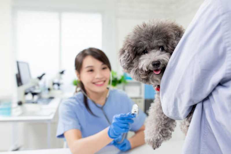 Gastroenterologia para Animais de Pequeno Porte Clínica Novo Sarandi - Gastroenterologia para Cachorro Toledo