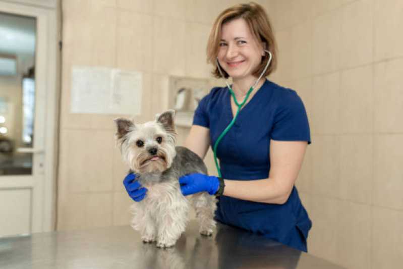 Gastroenterologia para Animais de Pequeno Porte Ubiratã - Gastroenterologia de Cachorro