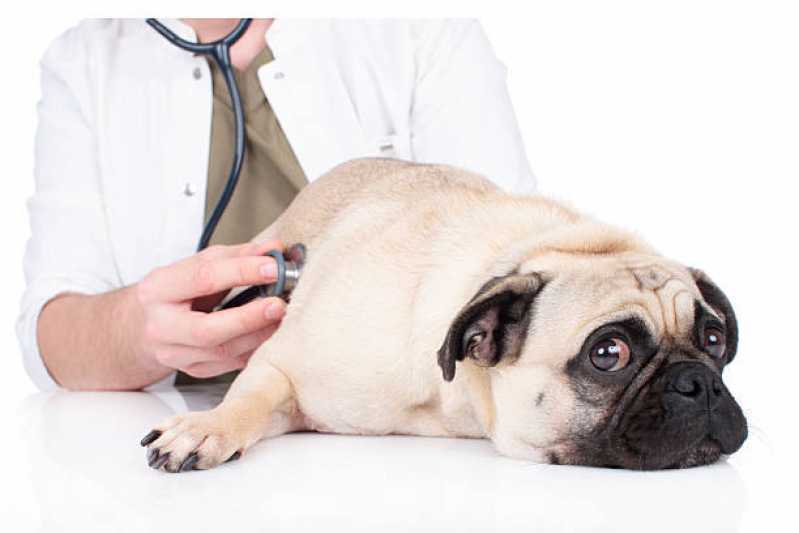 Gastroenterologia para Animais Diamante D’Oeste - Gastroenterologia para Cachorro Toledo