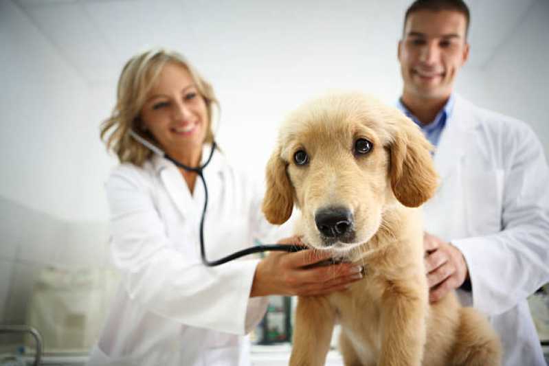 Gastroenterologia para Cachorro de Pequeno Porte Clínica Campo Bonito - Gastroenterologia para Cães