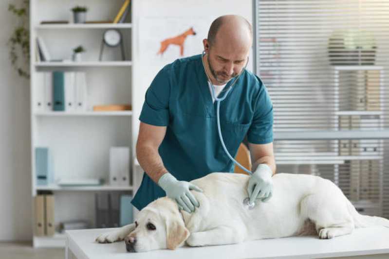 Gastroenterologia para Cachorro Centro de Cascavel - Gastroenterologia para Cães