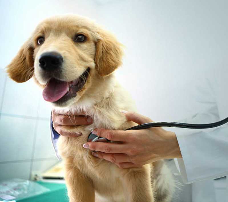 Gastroenterologia para Cachorros Clínica Vera Cruz do Oeste - Gastroenterologia em Cães