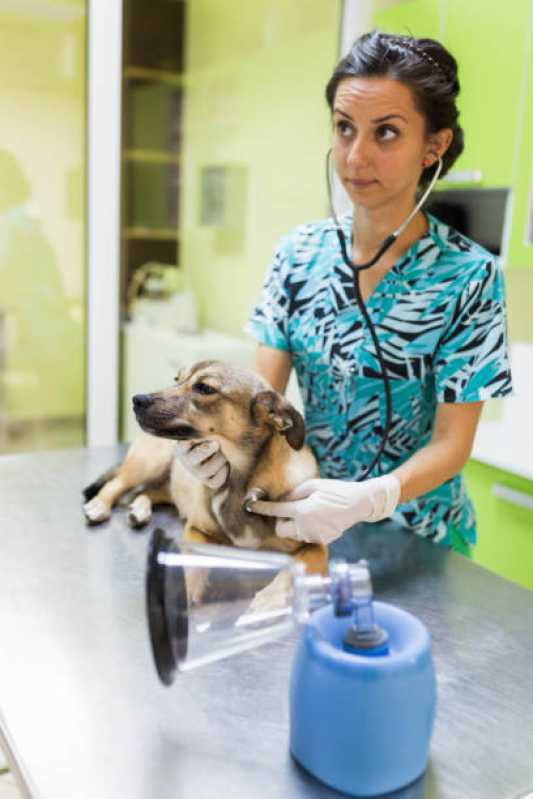 Gastroenterologia para Cães Anahy - Gastroenterologia para Cachorro Toledo