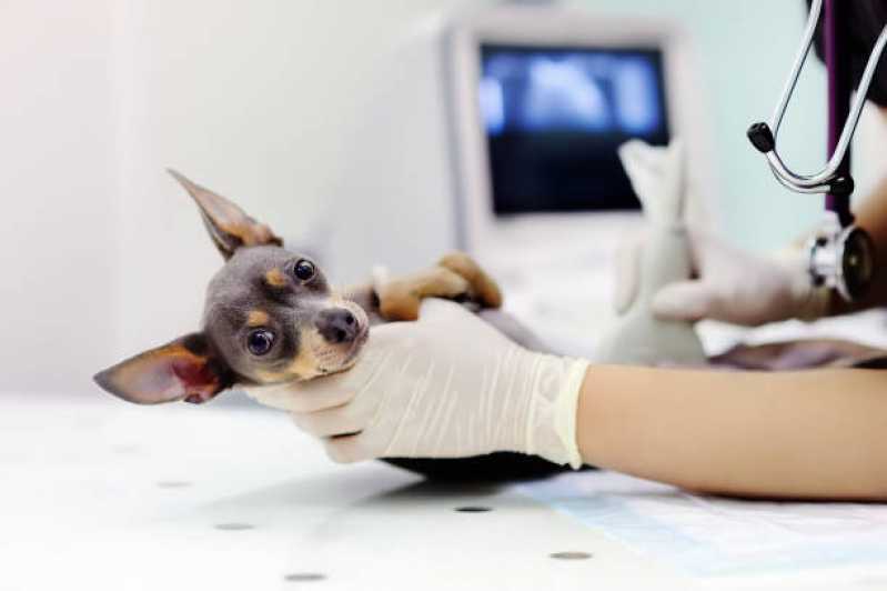 Hospital Veterinário 24h Telefone Canadá - Hospital Veterinário de Cães e Gatos