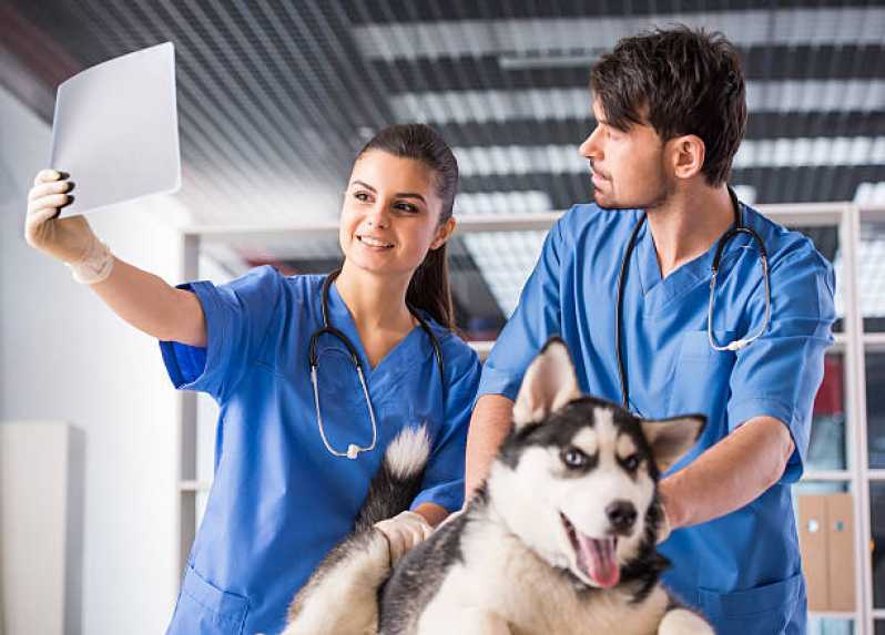 Hospital Veterinário Especializada em Cães e Gatos Telefone Área Rural de Toledo - Hospital Veterinário de Cães e Gatos
