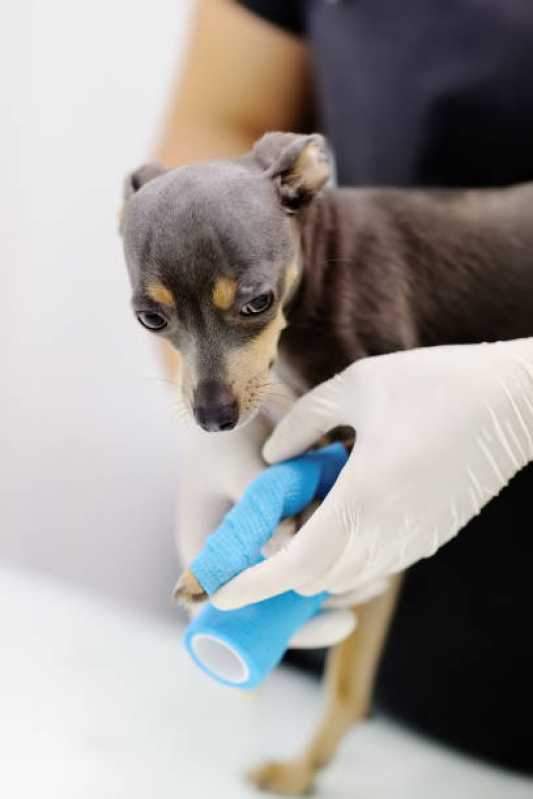 Hospital Veterinário Especializada em Gatos e Cachorros Telefone Santa Cruz - Hospital Veterinário de Cães e Gatos