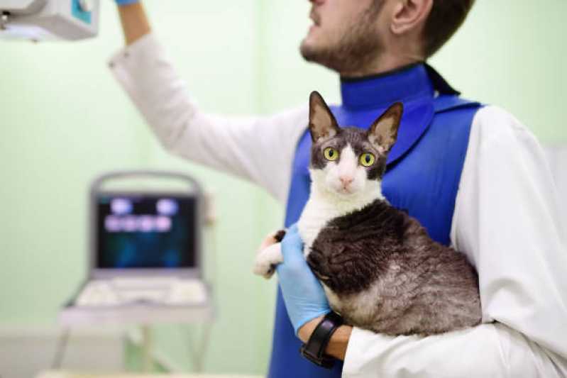 Hospital Veterinário Cascavel - Hospital Veterinário Especializada em Cães e Gatos