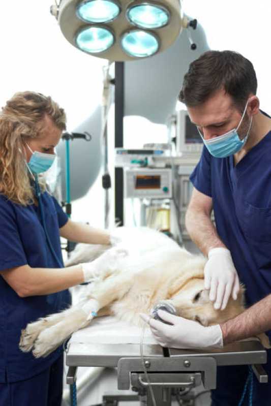 Internação com Uti para Cães e Gatos Agendar Brasmadeira - Internação com Veterinário Toledo