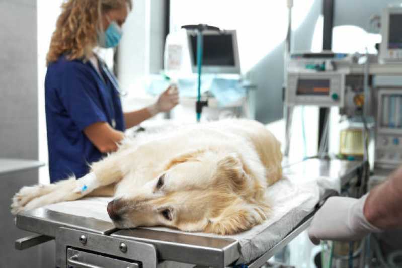 Internação com Uti para Cães e Gatos Maracanã - Internação com Veterinário