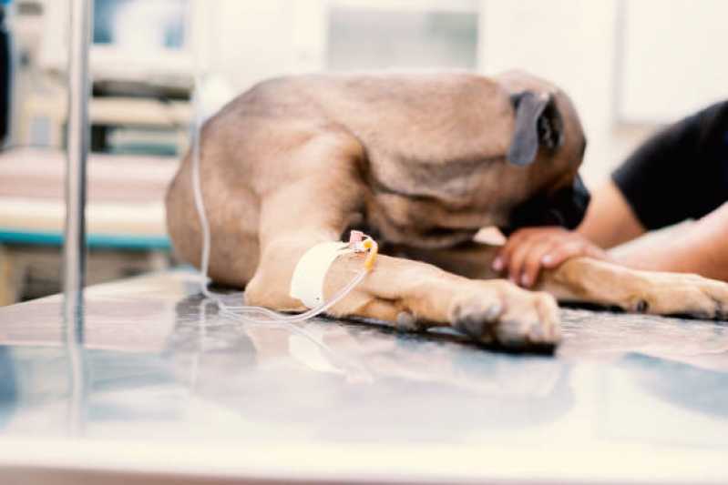 Internação com Veterinário Agendar Assis - Internação para Cães e Gatos