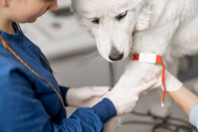 Internação com Veterinário Novo Sarandi - Internação para Pets