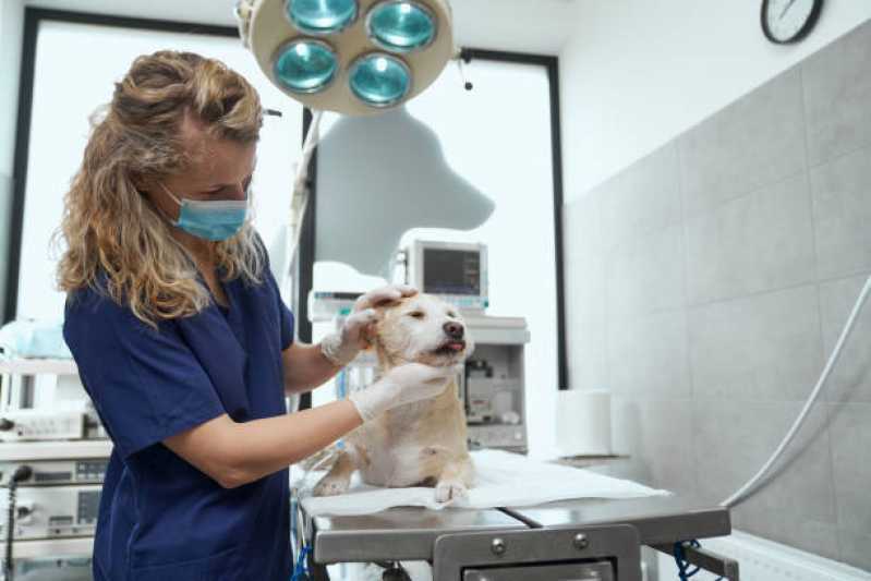 Internação para Cachorro Nova Santa Rosa - Internação para Animais de Estimação