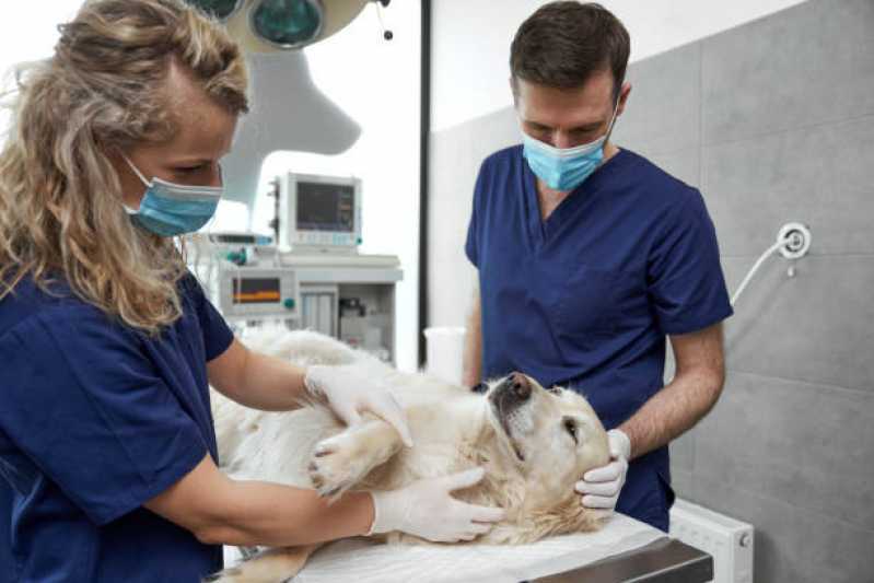 Internação para Cães Agendar Tocantins - Internação com Veterinário