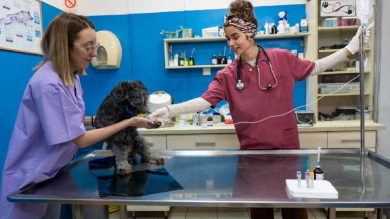 Internação para Cães e Gatos Agendar Vera Cruz do Oeste - Internação com Veterinário Toledo