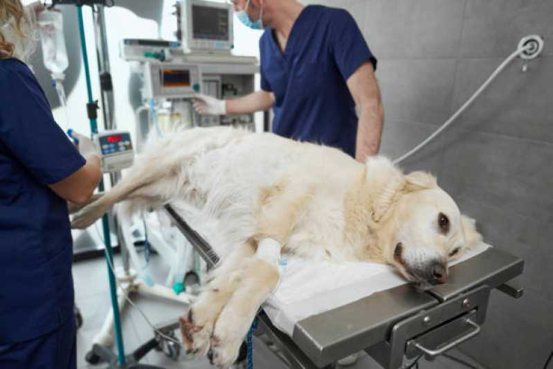 Internação para Cães Jardim Anápolis - Internação para Animais de Estimação