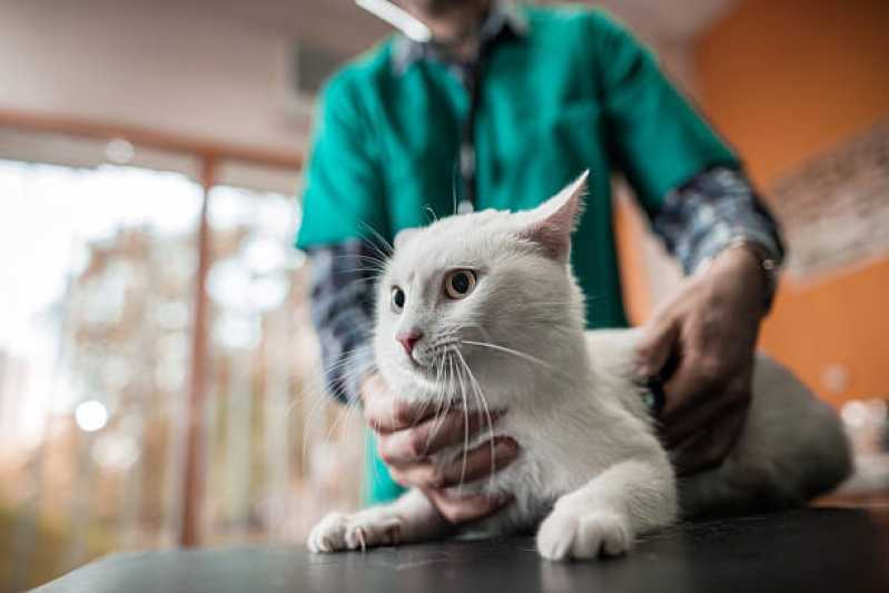 Internação para Gato Agendar Jardim Santa Maria - Internação para Animais de Estimação