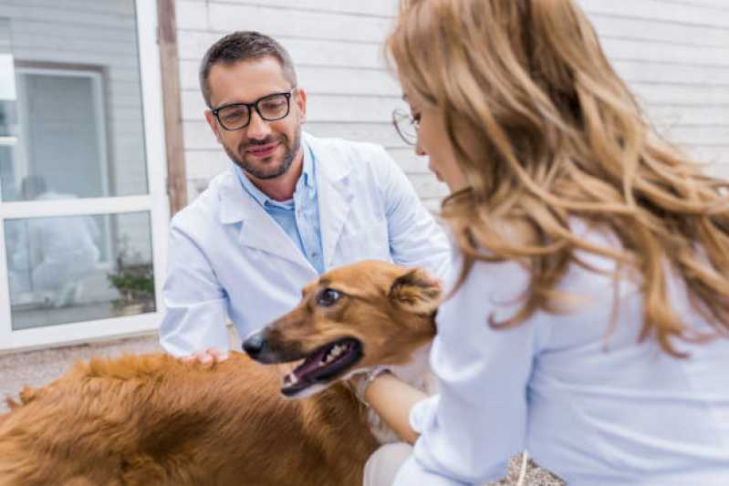 Internação Pet Nova Aurora - Internação para Cães