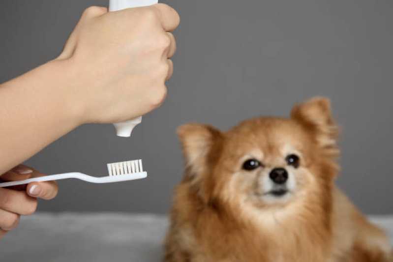 Limpeza de Tártaro Cachorro Marcar Recanto Tropical - Odonto para Cachorro