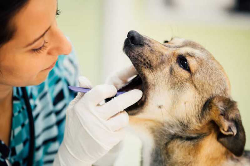 Limpeza de Tártaro Cachorro Centro Industrial Meinolfo H Heiss - Odontologia para Cães e Gatos