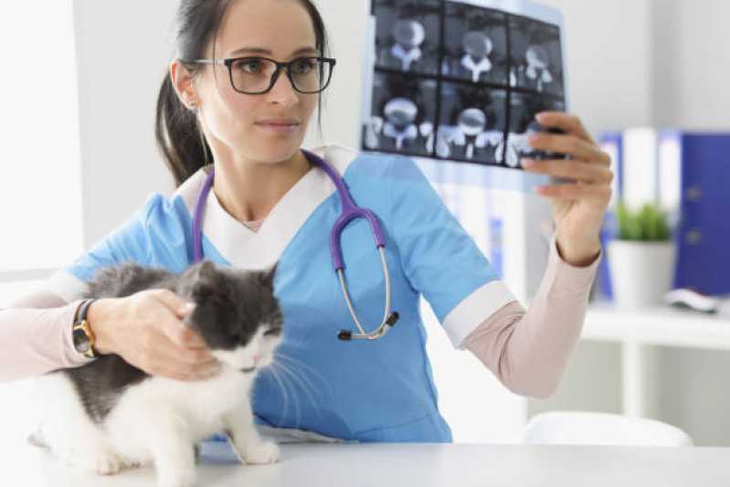 Medicina de Felinos Maracanã - Medicina para Gatos