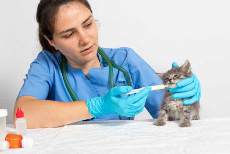 Medicina Especializada em Felinos Jardim La Salle - Medicina para Gato