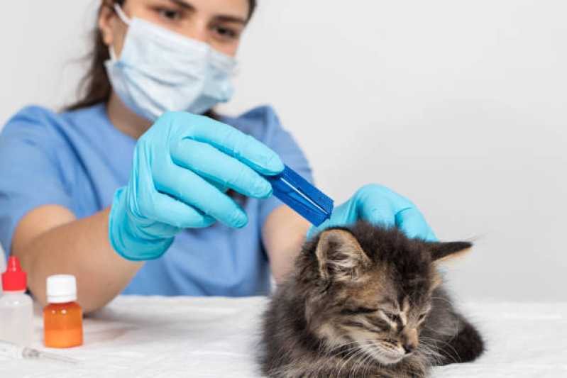 Medicina Especializada em Gatos Marechal Cândido Rondon - Medicina para Gato