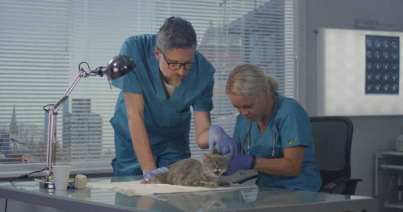 Medicina Felino Universitário - Medicina Veterinária para Gatos
