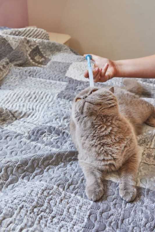 Medicina para Felino Clínica Matelândia - Medicina Especializada em Gatos