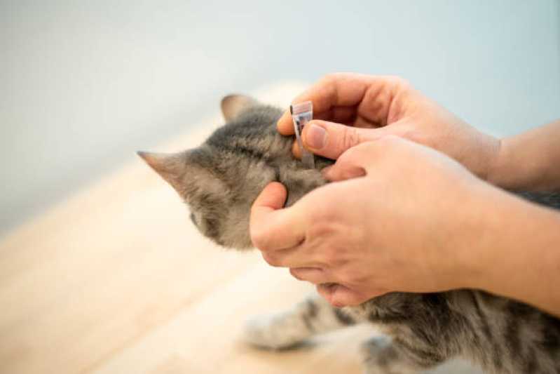 Medicina para Gato Clínica Cascavel - Medicina para Gatos
