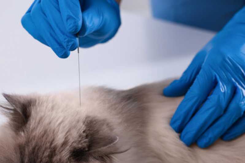 Medicina para Gato Centro de Cascavel - Medicina Especializada em Gatos