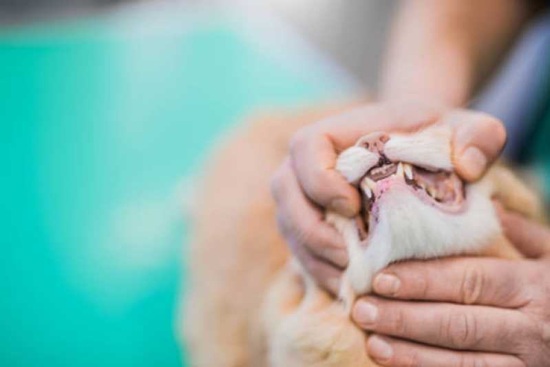 Medicina para Gatos Jardim Concórdia - Medicina Especializada em Felinos