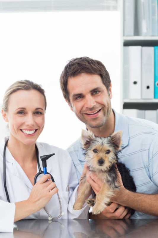 Medicina Preventiva Animal Vila Industrial - Cuidados Paliativos para Cães e Gatos com Câncer