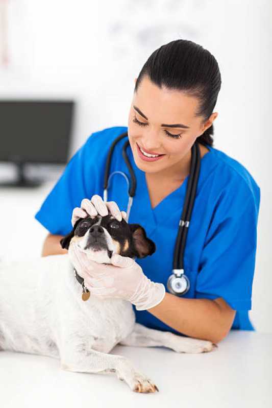 Medicina Preventiva para Animais de Estimação Clínica Maria Luiza - Medicina Preventiva para Pets