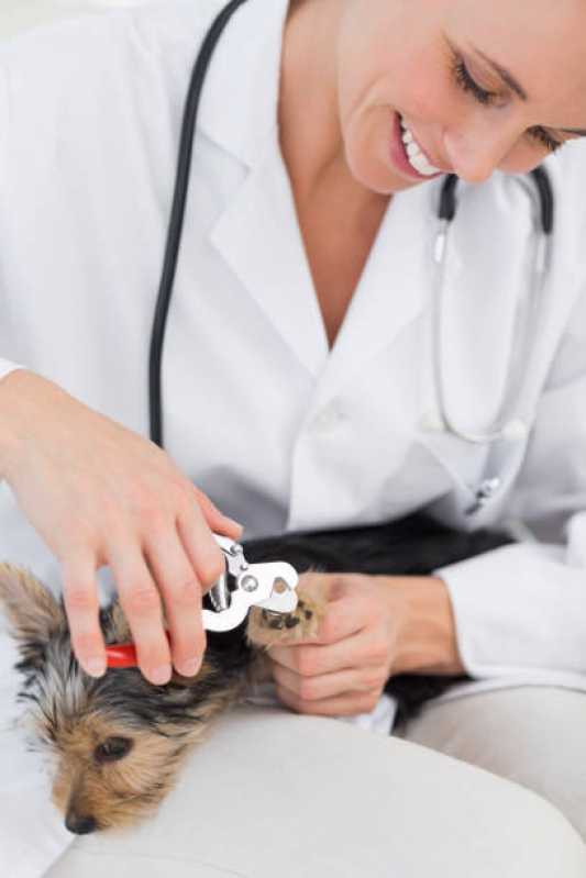 Medicina Preventiva para Animal de Estimação Clínica Toledo - Medicina Preventiva para Cachorros Toledo