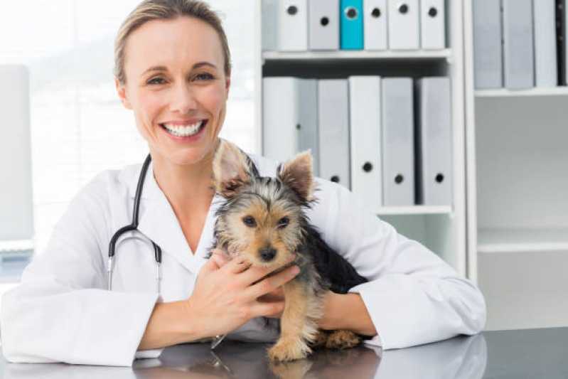 Medicina Preventiva para Animal de Estimação Medianeira - Medicina Preventiva para Gatos