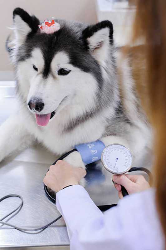 Medicina Preventiva para Cachorros Clínica Ramilândia - Medicina Preventiva Animal