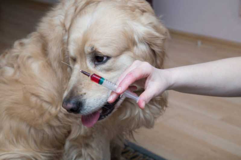 Medicina Preventiva para Cães Clínica Santa Lúcia - Medicina Preventiva para Cachorros Toledo