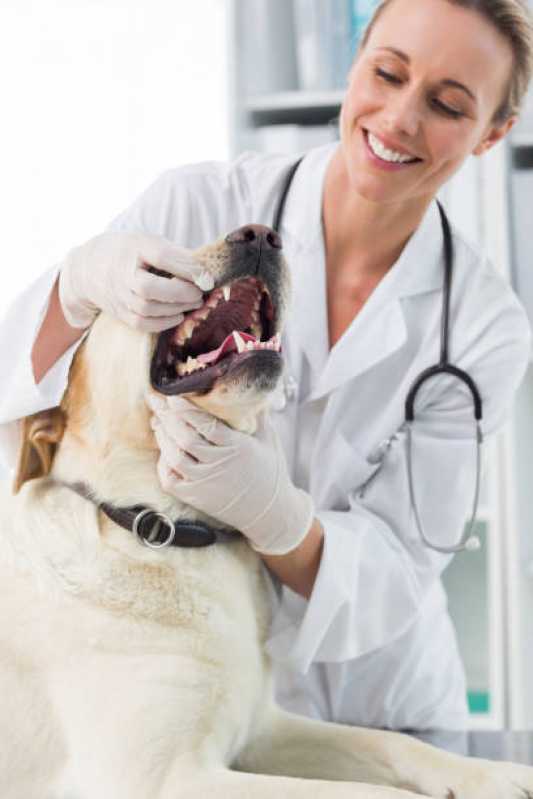 Medicina Preventiva para Cães e Gatos Clínica Pioneiros Catarinenses - Medicina Preventiva para Pets