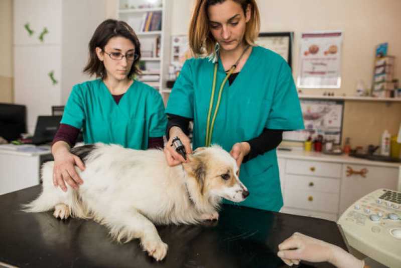 Medicina Preventiva para Cães e Gatos Clínicas Área Rural de Toledo - Medicina Preventiva para Cães