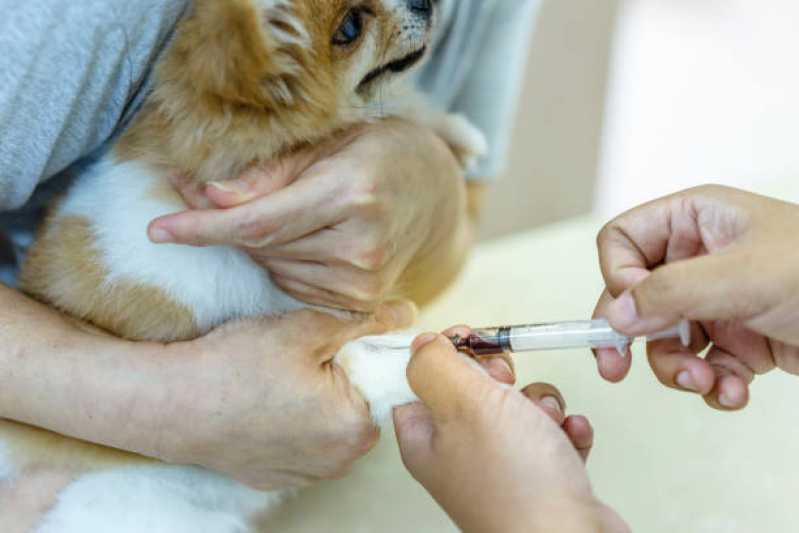 Medicina Preventiva para Cães Interlagos - Medicina Preventiva Animal