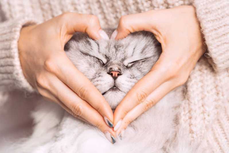Medicina Preventiva para Gatos Clínica Santa Felicidade - Medicina Preventiva para Gatos