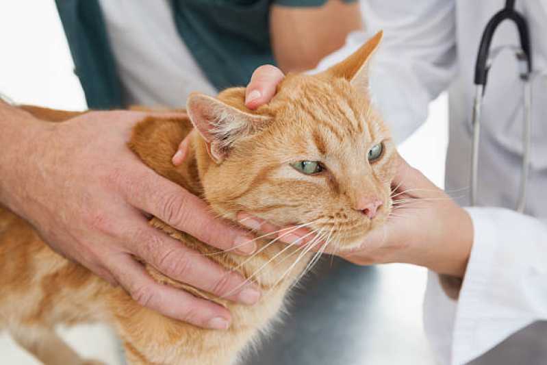 Medicina Preventiva para Gatos de Estimação Clínica Maracanã - Medicina Preventiva Animal